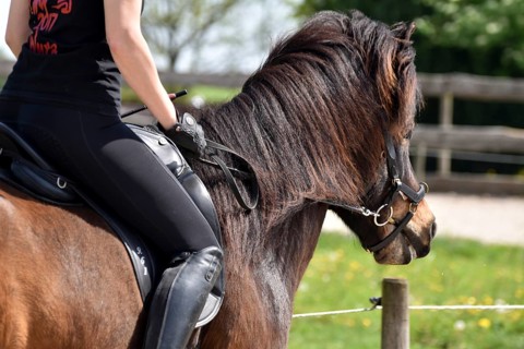 Close-up of a ridden Icelandic horse with equipment and typical long hair