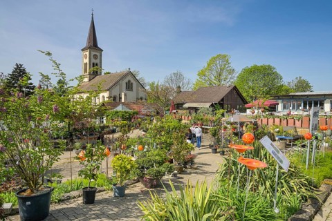 Graefin von Zeppelin perennial nursery, Sulzburg, Baden-Wuerttemberg, Germany, Europe
