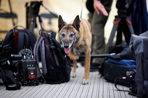 A Lithuanian service dog searches for explosives in the equipment of international journalists and