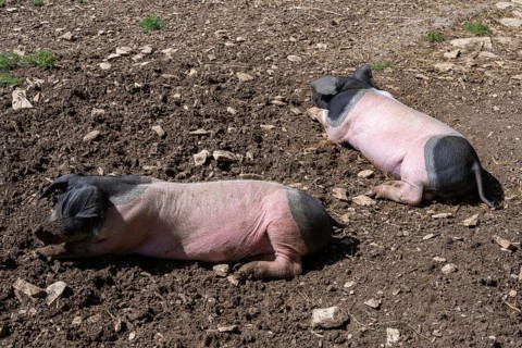 Young, free-range Swabian-Hall pigs, Neuhausen ob Eck open-air museum, Tuttlingen district,
