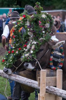 Decorated Kuehr for the Viehscheid, Bad Hindelang, Allgaeu, Bavaria, Germany, Europe