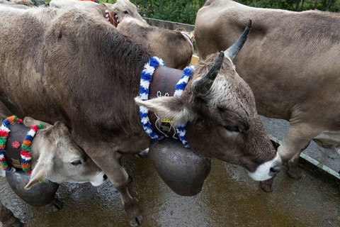 Cows with jewellery bells in front of the cattle drive, cattle seperation, gabled house, Bad