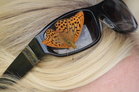 Emperor's cloak sits on a young woman's sunglasses and absorbs sweat