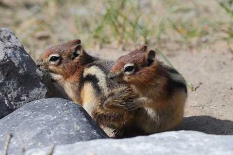 Playing golden gopher