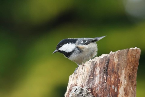 Fir tit