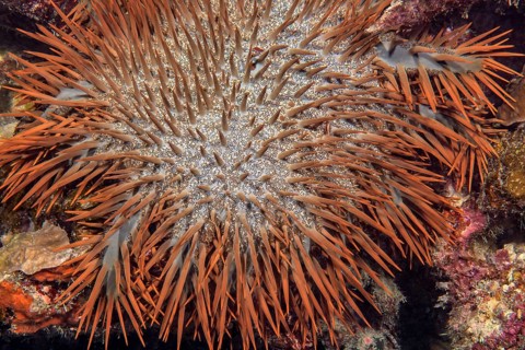 Close-up detail of crown-of-thorns (Acanthaster planci) sitting on coral reef eating stony coral