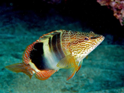 Painted comber (Serranus scriba) swimming in the clear water. Dive site El Cabron marine reserve,