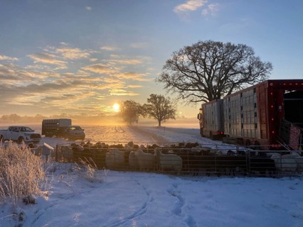 Winter morning sun while loading sheep into a cattle truck, Mecklenburg-Vorpommern, Germany, Europe
