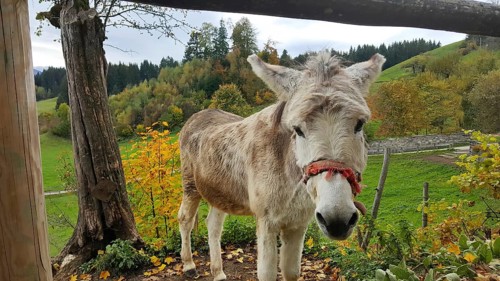 Donkey with a trusting look