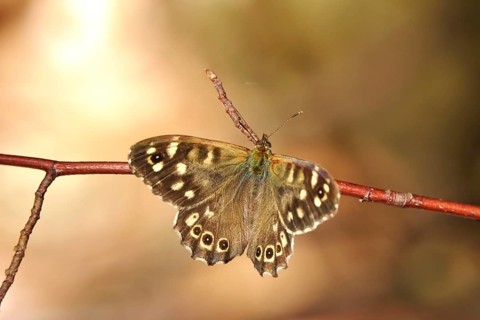 Speckled wood (Pararge aegeria), June, Saxony, Germany, Europe