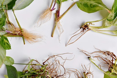 Various different houseplant cuttings with long bare roots on white background