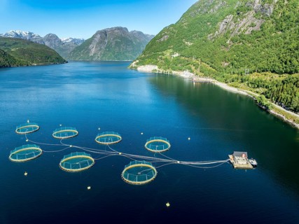 Floating cages of a salmon farm, Hardangerfjord near Bondhus, aerial view, Hardanger, Norway,