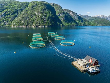 Floating cages of a salmon farm, Hardangerfjord near Bondhus, aerial view, Hardanger, Norway,