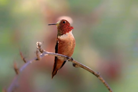 Rufous hummingbird (Selasphorus rufus), adult, male, perch, Sonoran Desert, Arizona, North America,