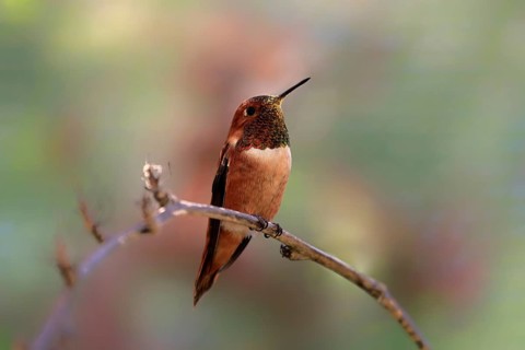 Rufous hummingbird (Selasphorus rufus), adult, male, perch, Sonoran Desert, Arizona, North America,