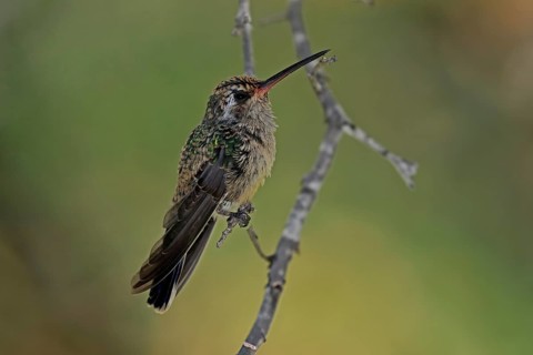 Broad-billed hummingbird (Cynanthus latirostris), adult, female, in perch, Sonoran Desert, Arizona,