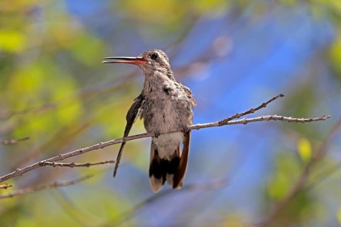 Broad-billed hummingbird (Cynanthus latirostris), adult, female, in perch, Sonoran Desert, Arizona,