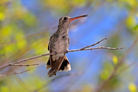 Broad-billed hummingbird (Cynanthus latirostris), adult, female, in perch, Sonoran Desert, Arizona,