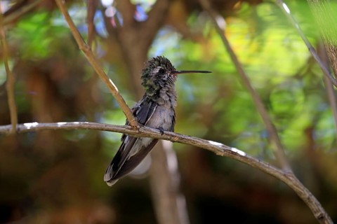 Broad-billed hummingbird (Cynanthus latirostris), adult, female, in perch, Sonoran Desert, Arizona,