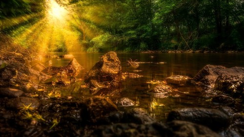 The sun shines through the leaves of the forest at the edge of the stream and illuminates the water