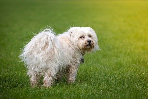 Small white dog looks over his shoulder at the photographer