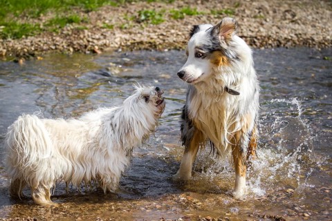 A small white dog barks at an Australian Shepherd in the water