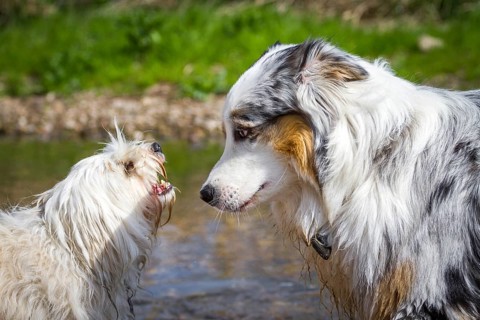 An Australian Shepherd is intimidated by a small white dog