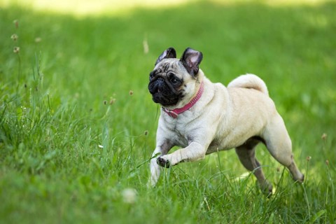 A brown pug runs through a green meadow