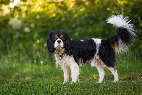 A Cavalier King Charles Spaniel standing wet in a meadow after a bath