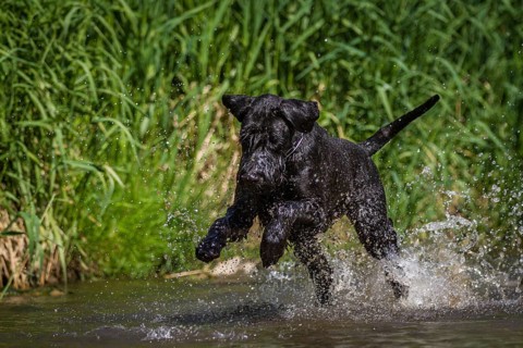 Black giant schnauzer plays with stones in the water