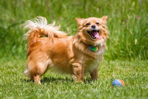 Light brown dog standing in a meadow in front of a colourful ball
