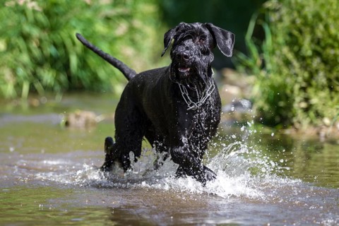 Black giant schnauzer walks through the water