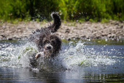 A Border Collie, Bearded Collie mix is splashing around in the water