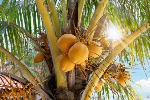 Mexico, Cancun, Isla Mujeres, Playa Norte beach with palms trees and sand waiting for tourists,