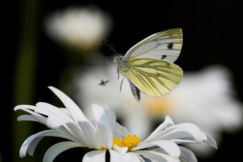 A green-veined white (Pieris napi) flies just above a daisy flower, Hesse, Germany, Europe