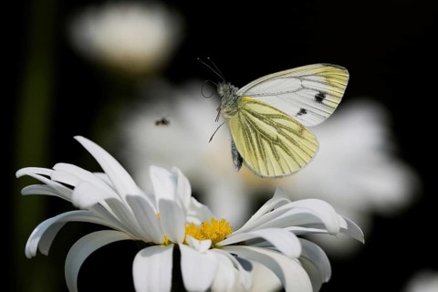A green-veined white (Pieris napi) flies over a daisy flower, Hesse, Germany, Europe