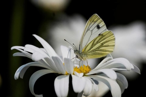 A green-veined white (Pieris napi) on a daisy flower, Hesse, Germany, Europe
