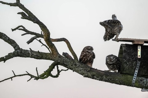 Little owls (Athene noctua), Emsland, Lower Saxony, Germany, Europe
