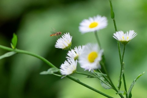 White flowers of Erigeron annuus (Erigeron annuus) with a hoverfly (Syrphidae), Ternitz, Lower