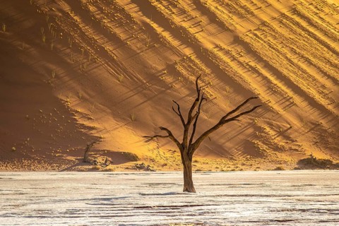 Camel thorn acacia in Deadvlei, Sossusvlei Park, Namib, Namibia, Africa