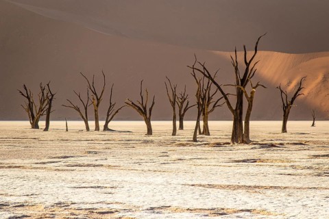 Camel thorn acacia in Deadvlei, Sossusvlei Park, Namib, Namibia, Africa
