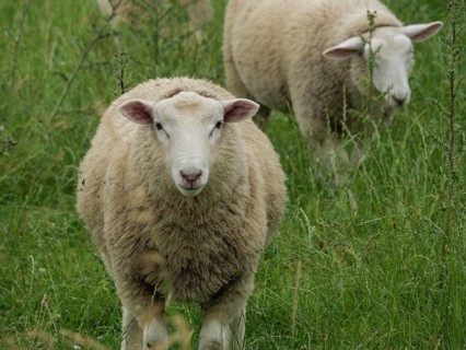 A sheep stands in front on a green meadow while another one stands in the background, Velen, North