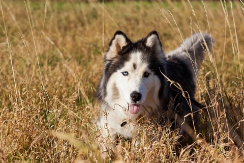 Husky, Siberian Husky as a pet
