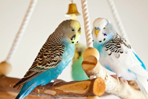Budgies (Melopsittacus undulatus)