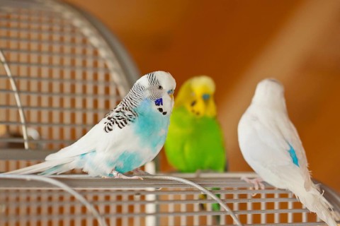 Budgies (Melopsittacus undulatus)
