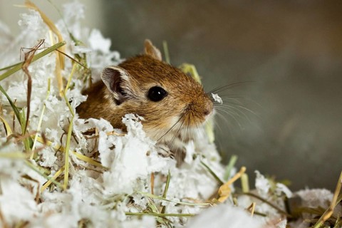 Mongolian gerbil (Meriones)