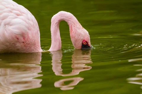 Lesser flamingo (Phoeniconaias minor)
