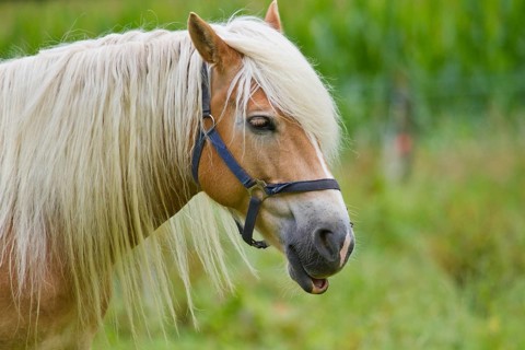 Haflinger on the pasture
