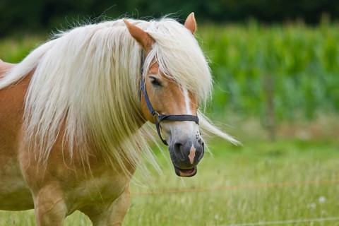 Haflinger on the pasture