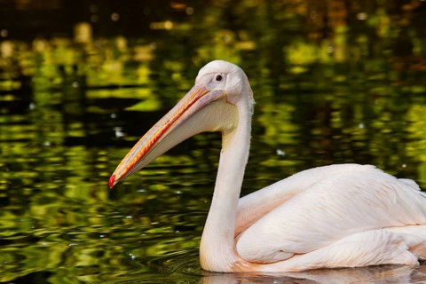 Great white pelican (Pelecanus onocrotalus)
